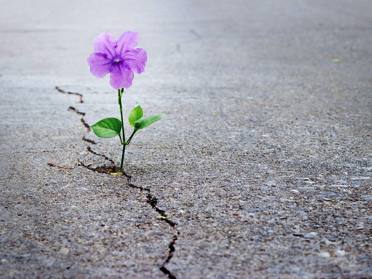 Resilience