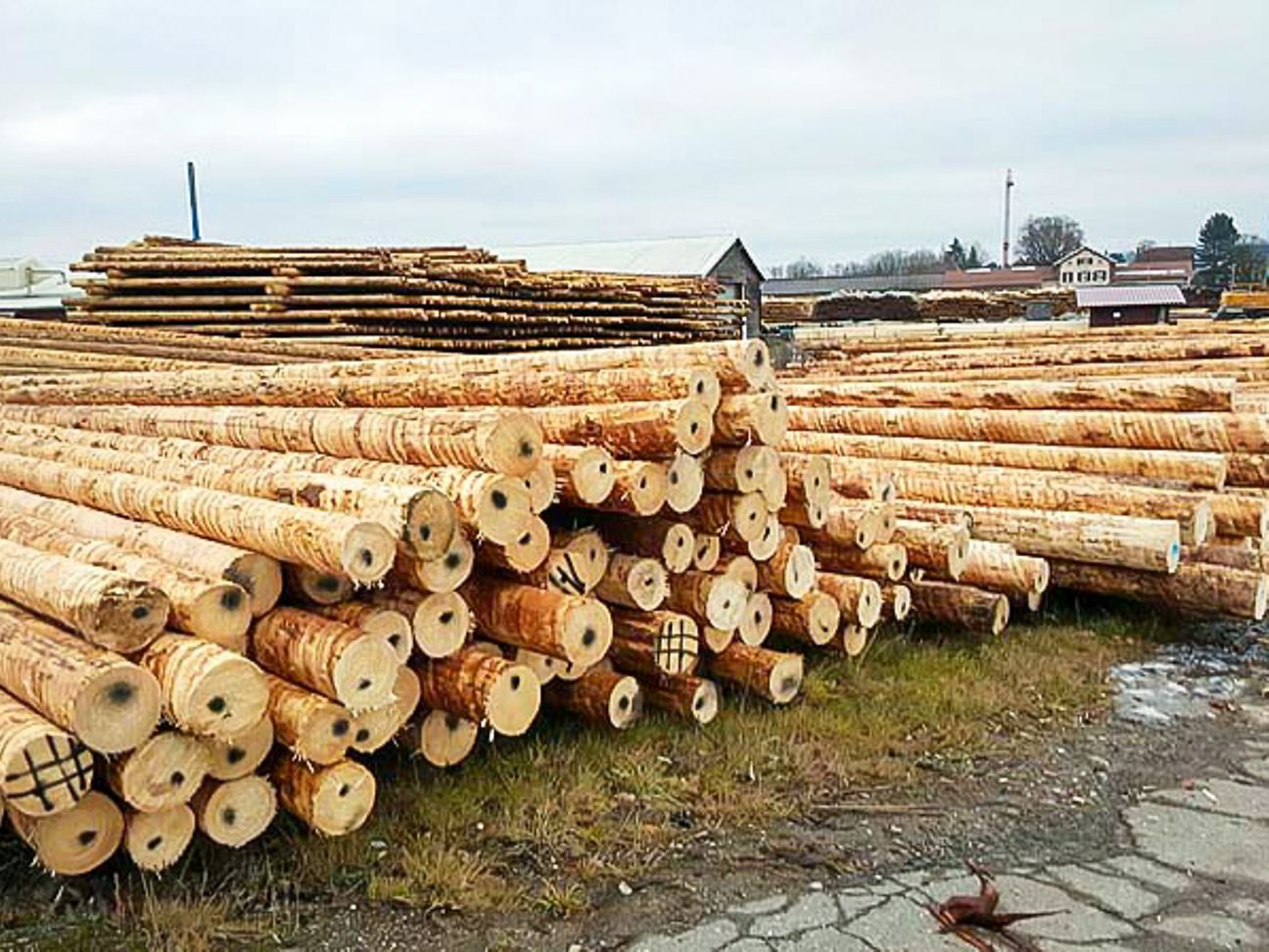 Rohlinge für Holzmasten liegen gestapelt auf dem Boden.